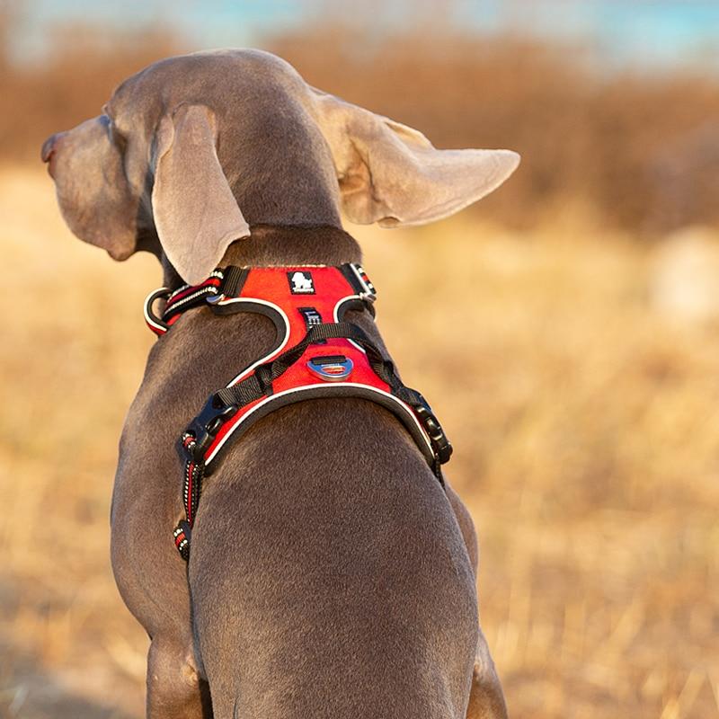 SafetyHarness™ - Harnais pour animal de compagnie - Coeur de Toutou