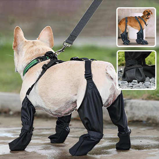 Bottes pour chien