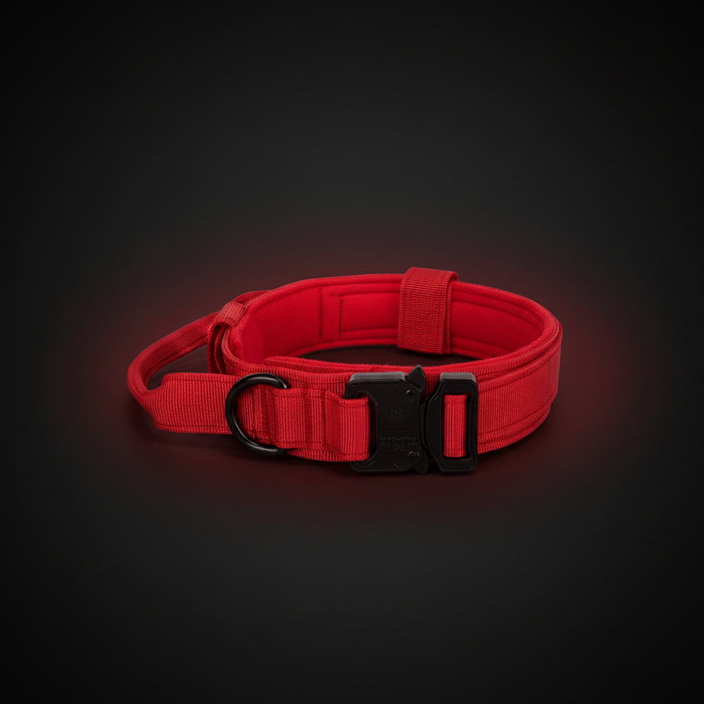 collier pour chien tactique