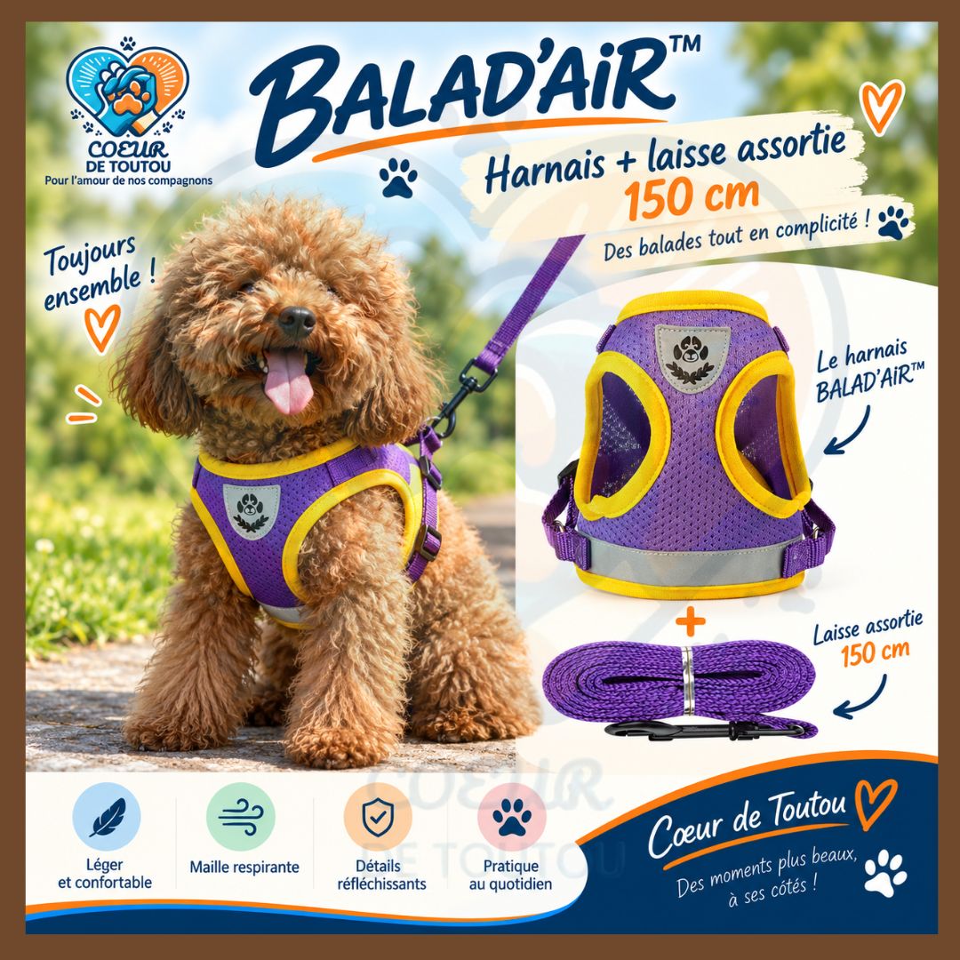 Harnais réfléchissant petit chien avec laisse 150 cm | BALAD’AIR™