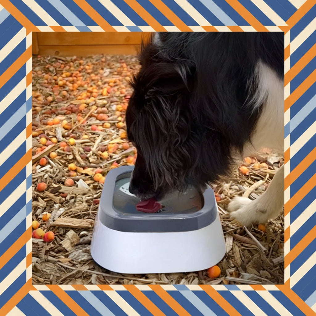 Gamelle pour chien