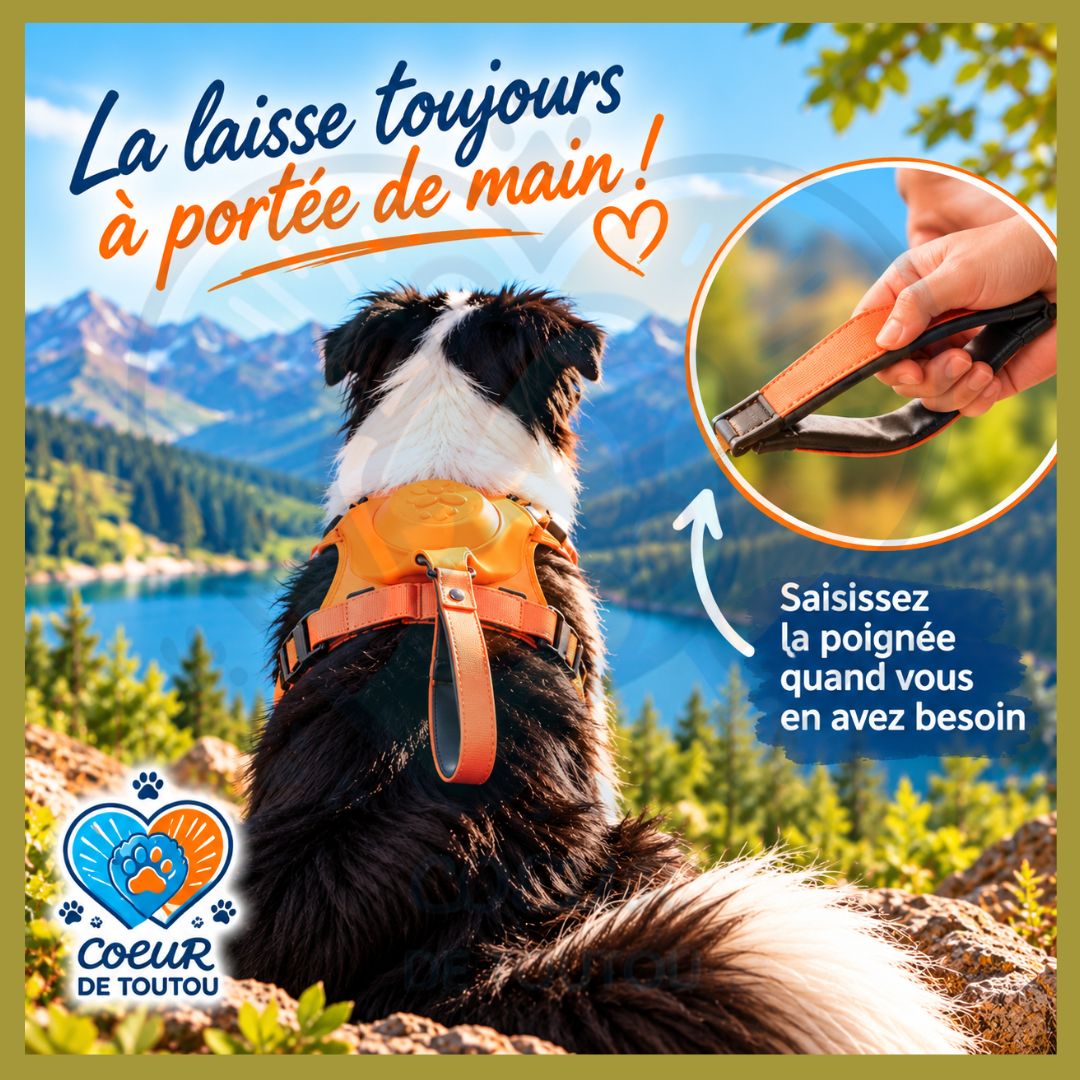 Harnais chien avec laisse rétractable intégrée | FREELINK™