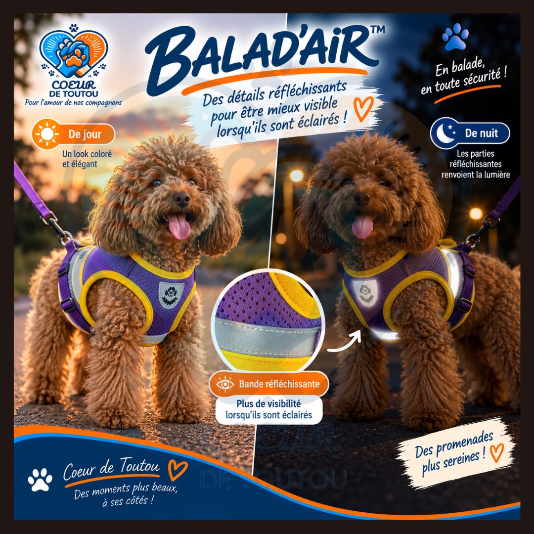 Harnais réfléchissant petit chien avec laisse 150 cm | BALAD’AIR™