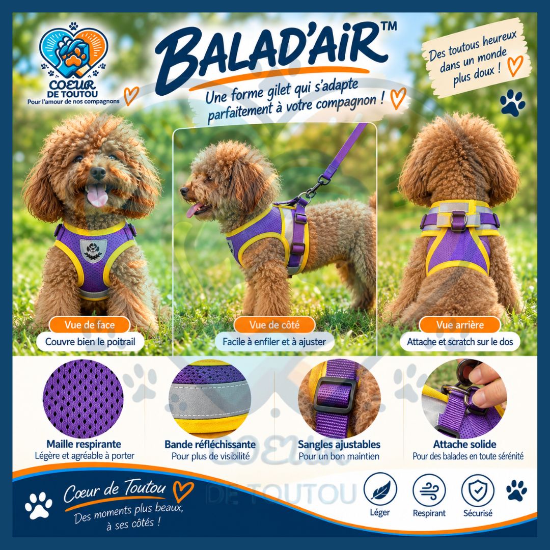 Harnais réfléchissant petit chien avec laisse 150 cm | BALAD’AIR™