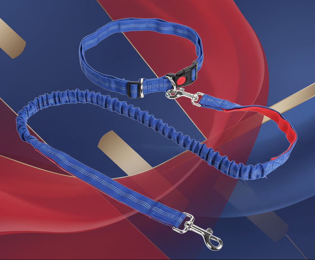 laisse pour chien