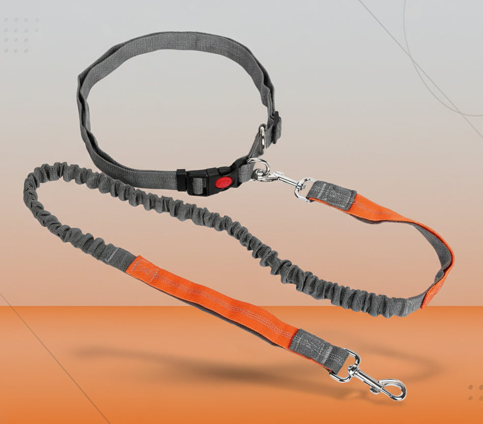 laisse pour chien