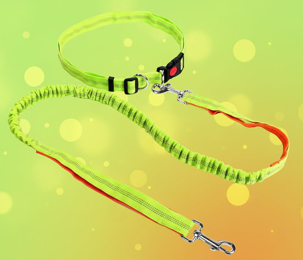 laisse pour chien