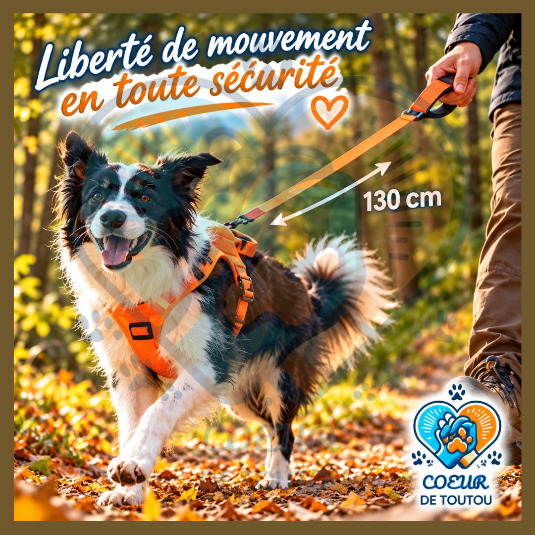 Harnais chien avec laisse rétractable intégrée | FREELINK™