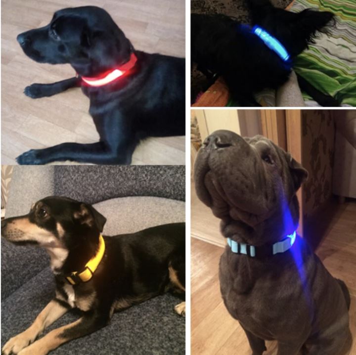 LedCollar™ - Collier à LED rechargeable pour chien - Coeur de Toutou