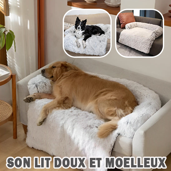 protège canapé pour chien