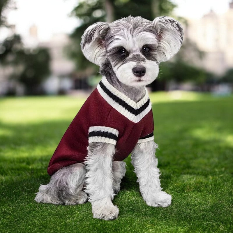 Pull preppy col V pour chien et chat | CampusPup™