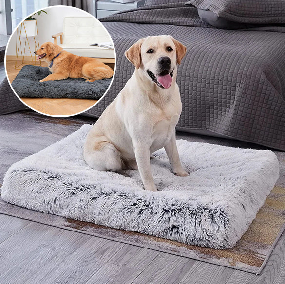 tapis-pour-chien-couleur
